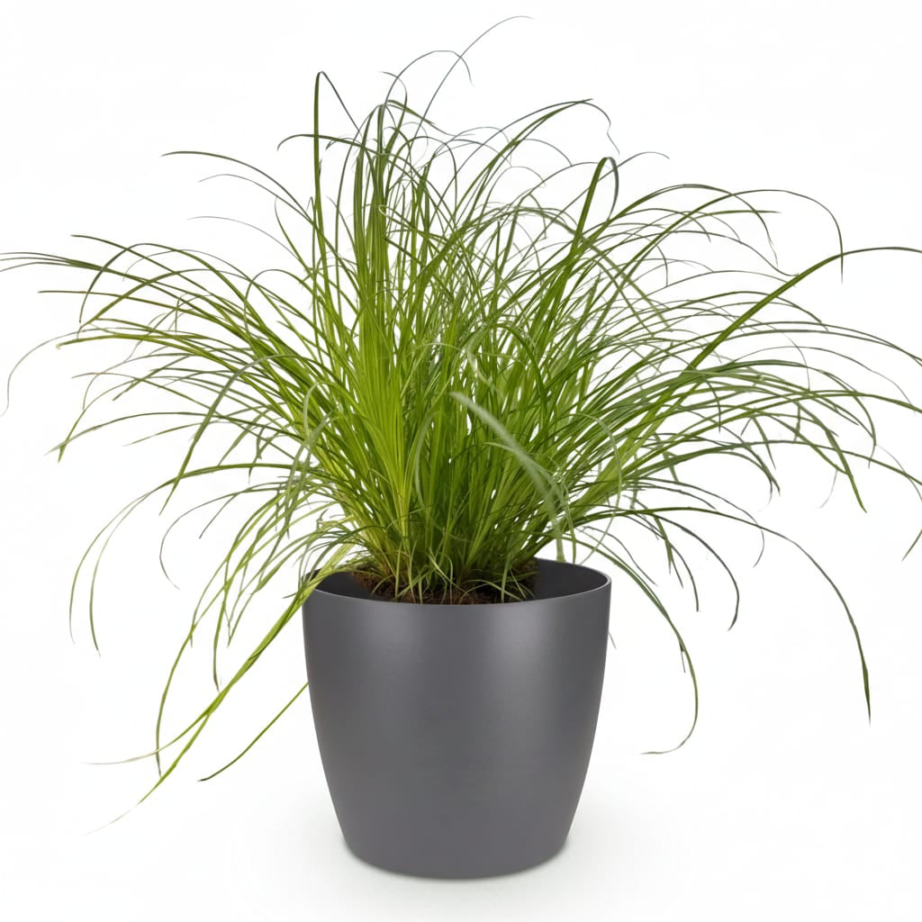 Green boutiQ - Zimmerpflanze - Cyperus alternifolius Zumula - Katzenpflanze - Haustierfreundliche Pflanze - Grün - 1 Pflanze - mit Potter Grau - Topf 12cm - Höhe 20cm 