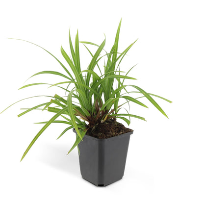 Grünblättrige Segge Carex morrowii 'Irish Green' – ↕10-25cm – Ø9cm – 6 Pflanzen – Bodendecker – Immergrün – Pflegeleicht – Schattentauglich 