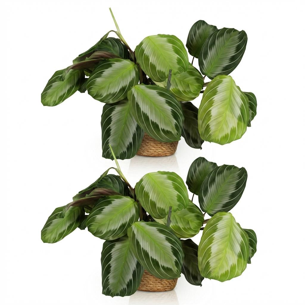 Green boutiQ - Zimmerpflanze - Maranta Fascinator Silverband - Gebetspflanze - Haustierfreundliche Pflanze - Grün - 2 Pflanzen - mit Korb - Topf 12cm - Höhe 25cm 
