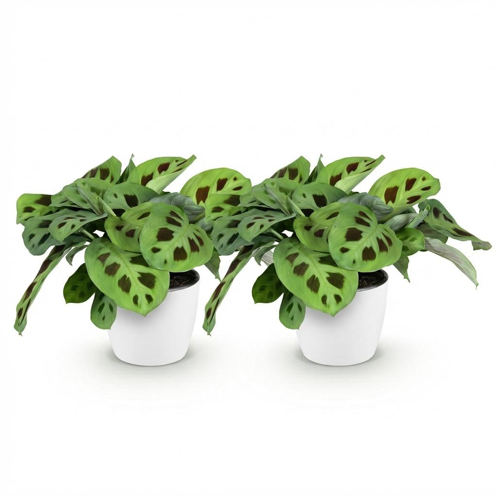 Green boutiQ - Zimmerpflanze - Maranta Fascinator Kerchoveana - Zebrapflanze - Haustierfreundliche Pflanze - Grün - 2 Pflanzen - mit Potter Weiß - Topf 12cm - Höhe 25cm 