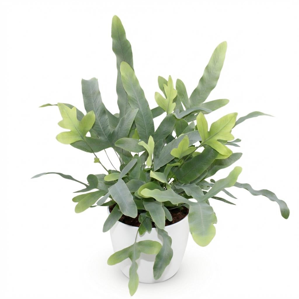 Green boutiQ - Zimmerpflanze - Phlebodium aureum Blue Star - Blaue Farn - Haustierfreundliche Pflanze - Blau - 1 Pflanze - mit Potter Weiß - Topf 12cm - Höhe 25cm 
