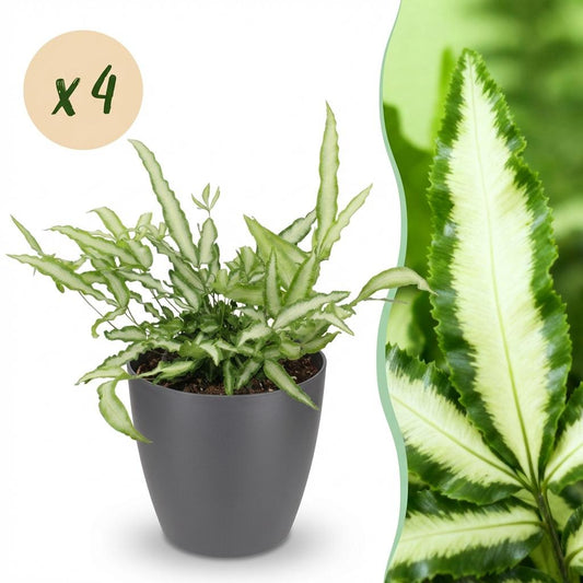 Green boutiQ - Zimmerpflanze - Pteris cretica Albolineata - Schwertfarn - Haustierfreundliche Pflanze - Grün - 4 Pflanzen - mit Potter Grau - Topf 12cm - Höhe 20cm 