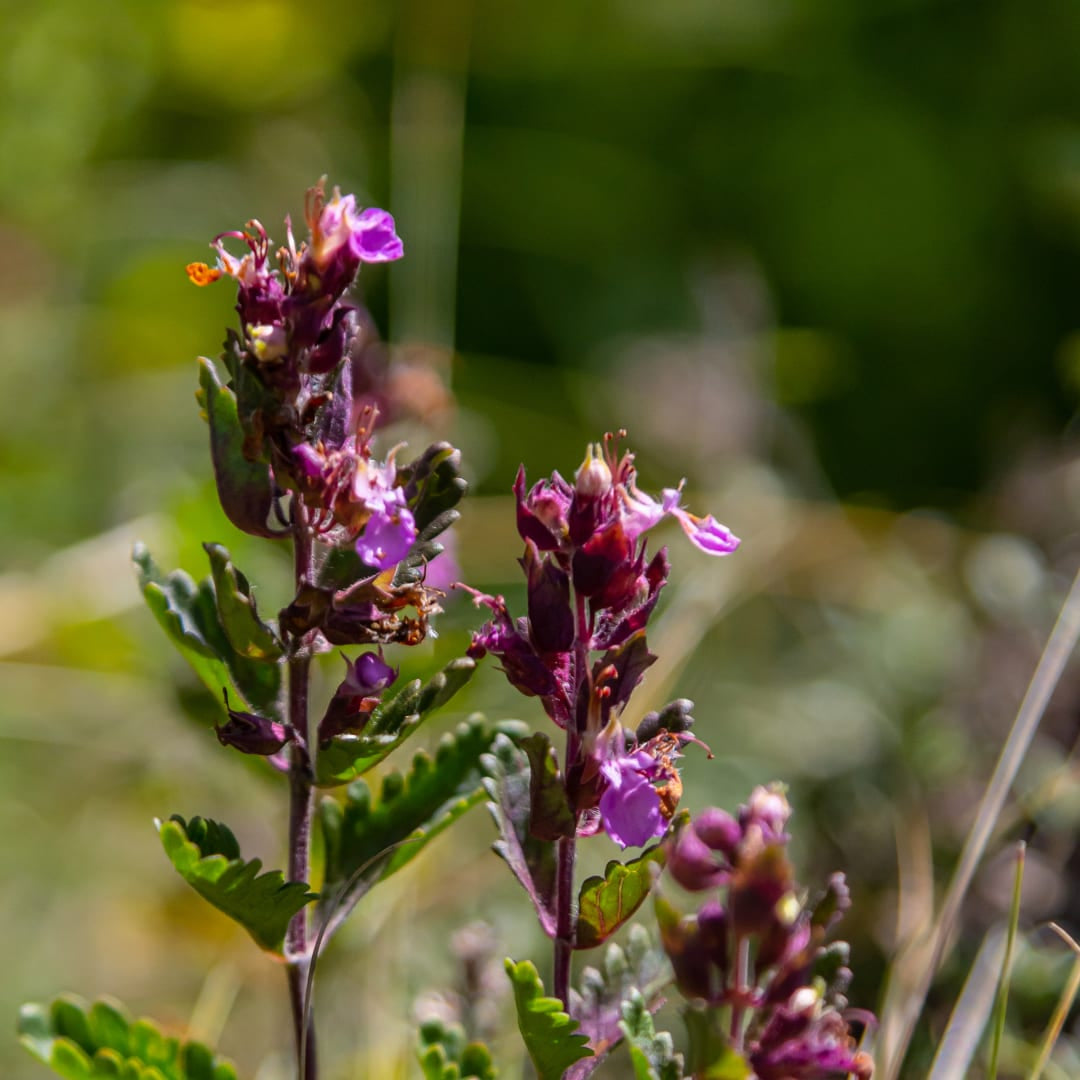 Teucrium lucidrys – 6 Pflanzen – Ø9cm – Höhe 10-25cm – Immergrüner Halbstrauch – Schnittverträglich – Für Hecke, Steingarten & moderne Gartenanlagen - Oasis of Life
