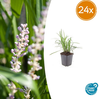 Liriope muscari 'Monroe White' – Immergrüne Rand- & Bodendeckerpflanze – 24 Pflanzen - Ø9cm x ↕10–25cm – Weiße Blüten – Für Sonne & Schatten – Pflegeleicht & winterhart 
