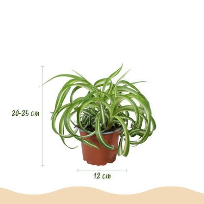 Green boutiQ - Zimmerpflanze - Chlorophytum comosum Bonnie - Lockige Graslilie - Haustierfreundliche Pflanze - Grün - 1 Pflanze - mit Potter Weiß - Topf 12cm - Höhe 20cm 