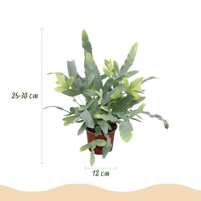 Green boutiQ - Zimmerpflanze - Phlebodium aureum Blue Star - Blaue Farn - Haustierfreundliche Pflanze - Blau - 2 Pflanzen - mit Korb - Topf 12cm - Höhe 25cm 