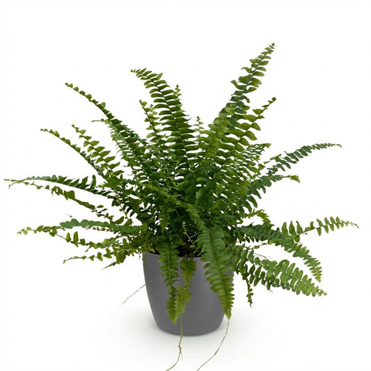 Green boutiQ - Zimmerpflanze - Nephrolepsis exaltata Green Lady - Farn - Haustierfreundliche Pflanze - Grün - 1 Pflanze - mit Potter Grau - Topf 12cm - Höhe 25cm 