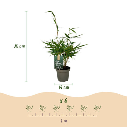 Green boutiQ - Gräser - Fargesia robusta Pingwu - Bambus - Nicht wuchernd - Grün - 2 Pflanzen - Topf 14 cm - Höhe 35 cm 