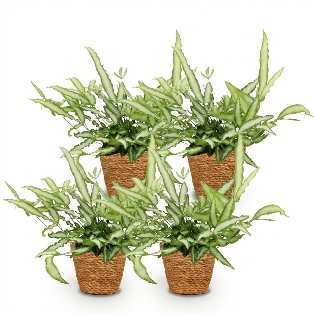 Green boutiQ - Zimmerpflanze - Pteris cretica Albolineata - Schwertfarn - Haustierfreundliche Pflanze - Grün - 4 Pflanzen - mit Korb - Topf 12cm - Höhe 20cm 