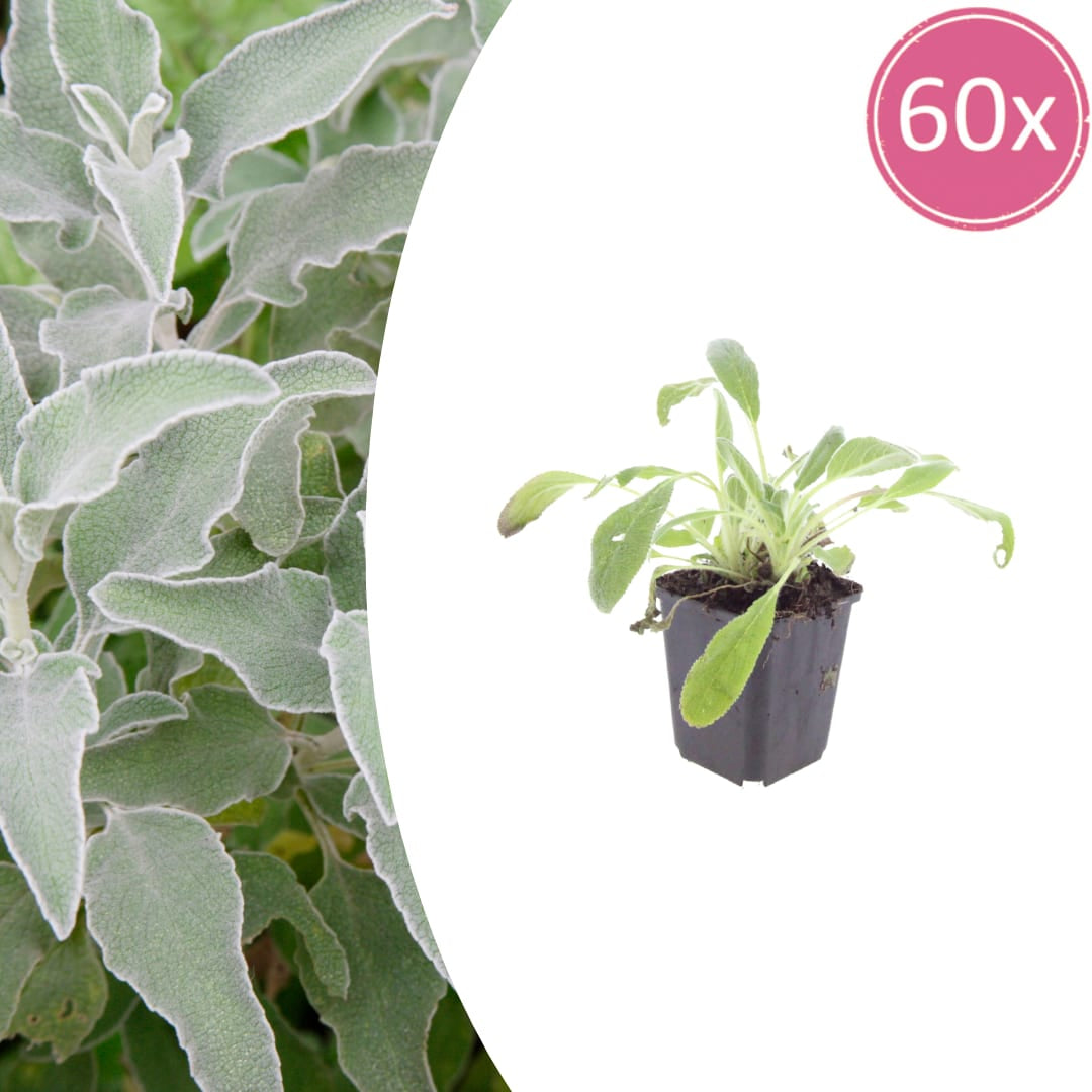Stachys byzantina Eselsohren – 60 Pflanzen – Ø9cm – Höhe 10-25cm – Winterharte Bodendecker Staude mit silbergrauen Blättern für sonnige Beete & Steingärten - Oasis of Life
