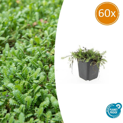 Fiederpolster - Leptinella squalida - ↕10-25cm - Ø9cm - 60 Stück – Immergrüner Bodendecker – Farnartige Blätter – Schattentolerant & Pflegeleicht 