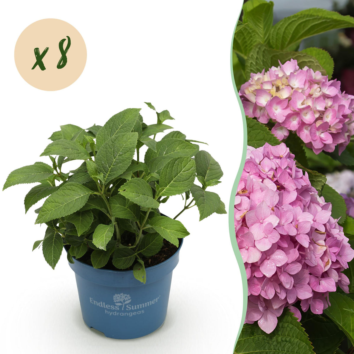 Hortensie Hydrangea Endless Summer The Original Pink 8er Set – winterhart rosa – 14cm – Höhe 20-25cm – lange Blüte bis Herbst – für Beet, Hecke, Kübel, Balkon & Terrasse 