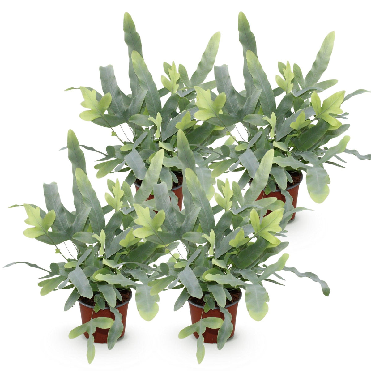 Green boutiQ - Zimmerpflanze - Phlebodium aureum Blue Star - Blaue Farn - Haustierfreundlich - Blau - 4 Pflanzen - Topf 12cm - Höhe 25-30cm 