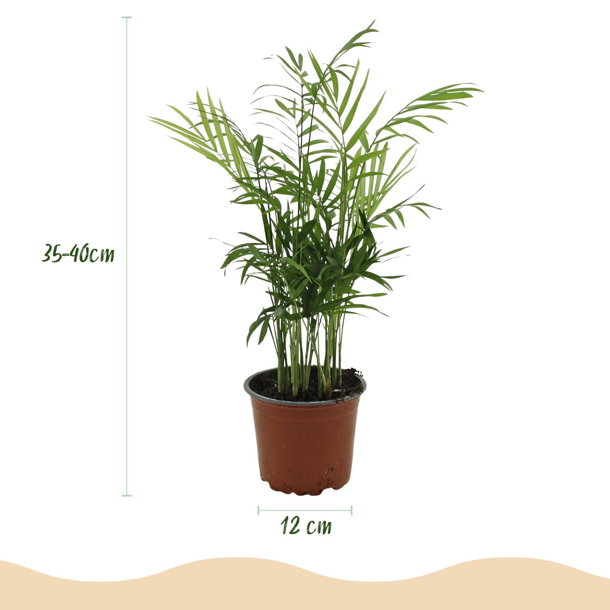 Green boutiQ - Zimmerpflanze - Chamaedorea elegans - Goldpalme - Haustierfreundlich - Grün - 2 Pflanzen - Topf 12cm - Höhe 35-40cm 