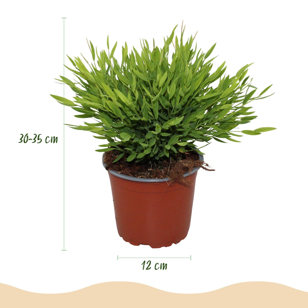 Green boutiQ - Zimmerpflanze - Bamusa Pogonatherum Monica - Bambusgras - Haustierfreundliche Pflanze - Grün - 1 Pflanze - mit Potter Grau - Topf 12cm - Höhe 20cm 
