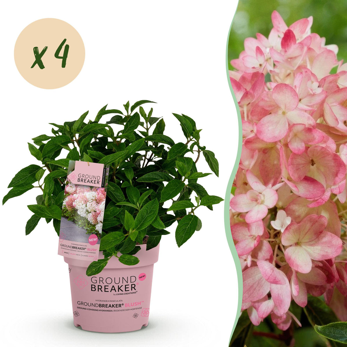 Green boutiQ - Gartenpflanze - Hydrangea panniculata Groundbreaker Blush - Pluimhortensia - Winterhart - Rosa - 4 Pflanzen - Topf 14cm - Höhe 20-25cm 
