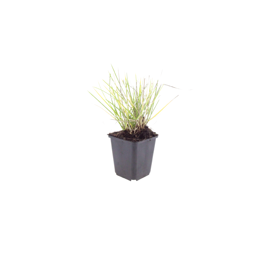 Sesleria autumnalis – 6 Pflanzen – Ø9cm – Höhe 10-25cm – Winterhartes Ziergras – Goldbraune Herbstfärbung – Pflegeleicht für Beet, Steingarten & Naturgarten - Oasis of Life