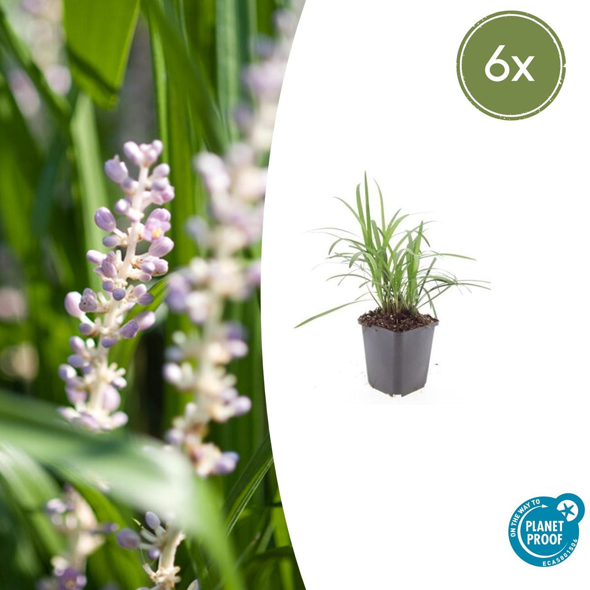 Glöckchentraube Liriope muscari 'Moneymaker' – ↕10-25cm – Ø9cm – 6 Pflanzen – Immergrün, Bodendecker, Violette Blüten, Pflegeleicht 