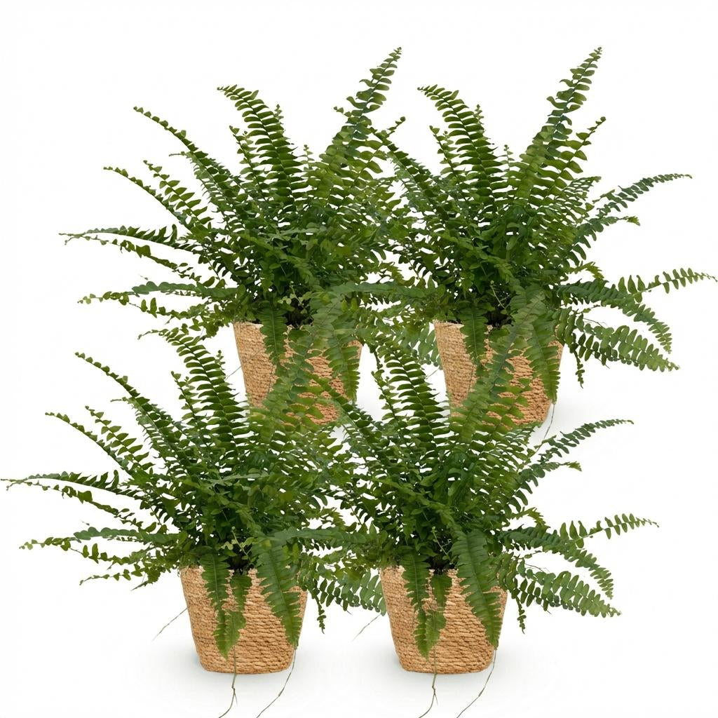 Green boutiQ - Zimmerpflanze - Nephrolepsis exaltata Green Lady - Farn - Haustierfreundliche Pflanze - Grün - 4 Pflanzen - mit Korb - Topf 12cm - Höhe 25cm 