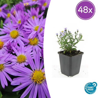 Aster (D) 'Prof. Anton Kippenberg' – Herbstaster – 48 Pflanzen – violette Blüten – Ø9cm – ↕10–25cm – schmetterlingsfreundlich – pflegeleicht – lange Blütezeit 