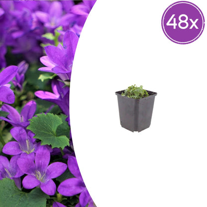 Campanula portenschlagiana – 48 Pflanzen Dalmatiner-Glockenblume – 10-25cm – Ø9cm – Winterharte Bodendecker Staude – Blühpflanze für Garten, Mauer & Steingarten - Oasis of Life