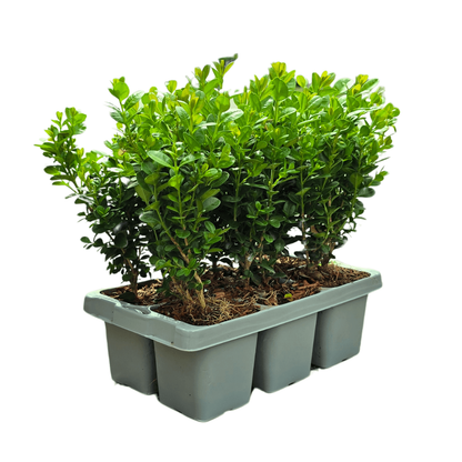 Buchsbaum – Buxus NewGen Freedom – 12 Pflanzen – Ø7 cm Topf – ca. 15 cm hoch – winterhart & pilzresistent – ideal für Hecken & Formschnitt 