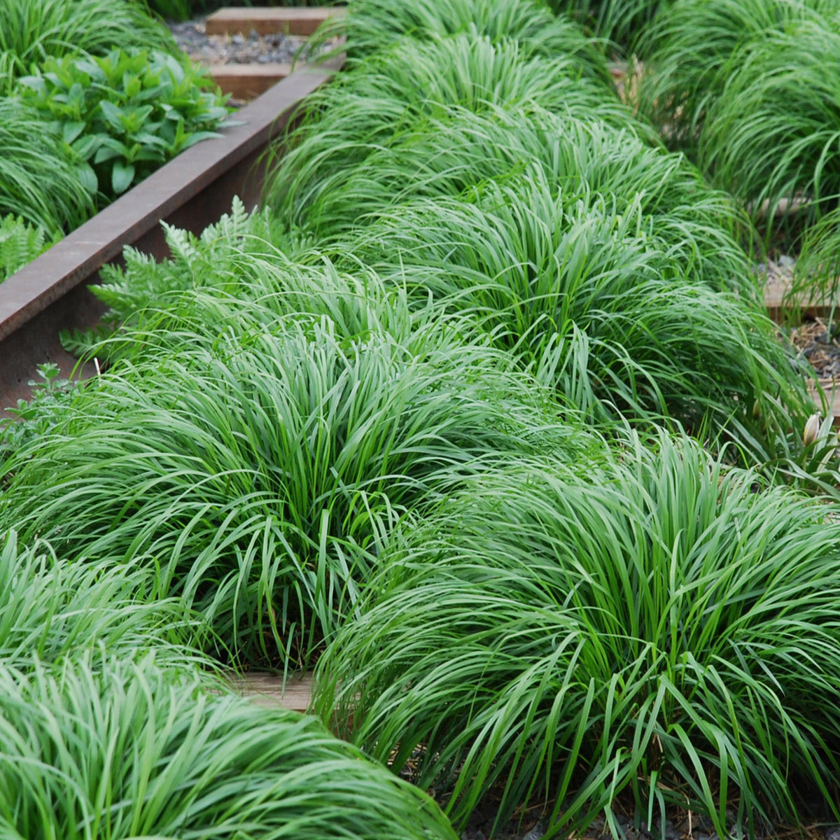 Japansegge Carex oshimensis Intense Green – 2 Pflanzen Ø17cm – Immergrün – Pflegeleicht – Lebhaft grüne Blätter – Ziergras Höhe ca. 50cm 