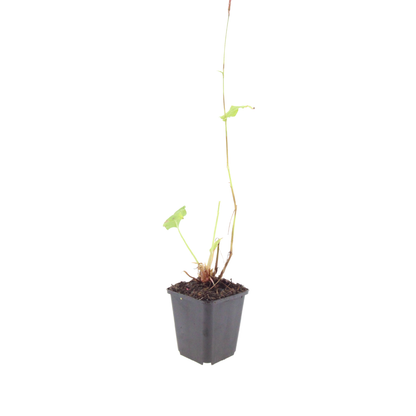 Persicaria amplexicaulis Speciosa Winterharte Staude Ø9cm 6 Stück