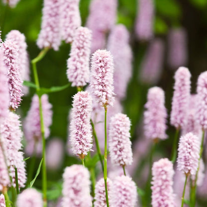 Persicaria amplexicaulis Alba Winterharte Staude Ø9cm 6 Stück