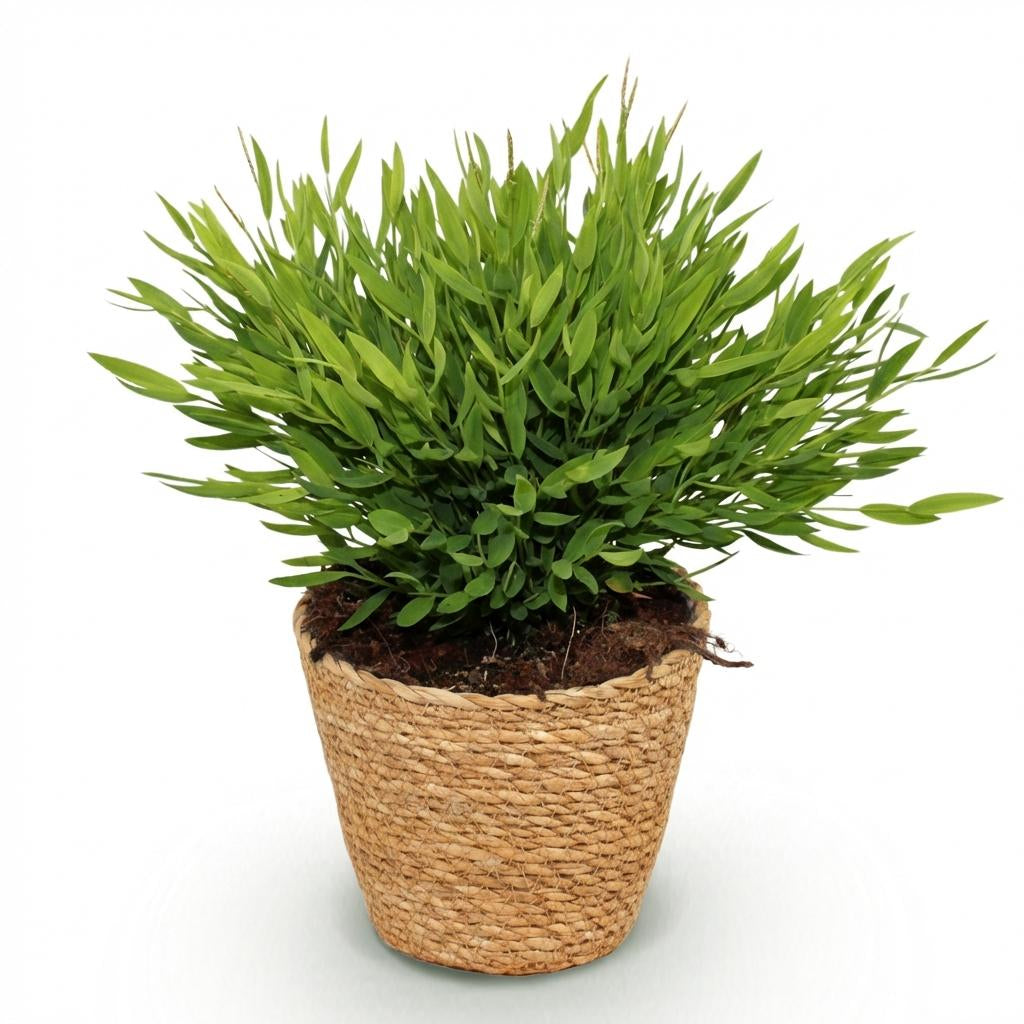 Green boutiQ - Zimmerpflanze - Bamusa Pogonatherum Monica - Bambusgras - Haustierfreundliche Pflanze - Grün - 1 Pflanze - mit Korb - Topf 12cm - Höhe 20cm 