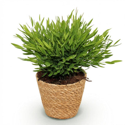 Green boutiQ - Zimmerpflanze - Bamusa Pogonatherum Monica - Bambusgras - Haustierfreundliche Pflanze - Grün - 1 Pflanze - mit Korb - Topf 12cm - Höhe 20cm 