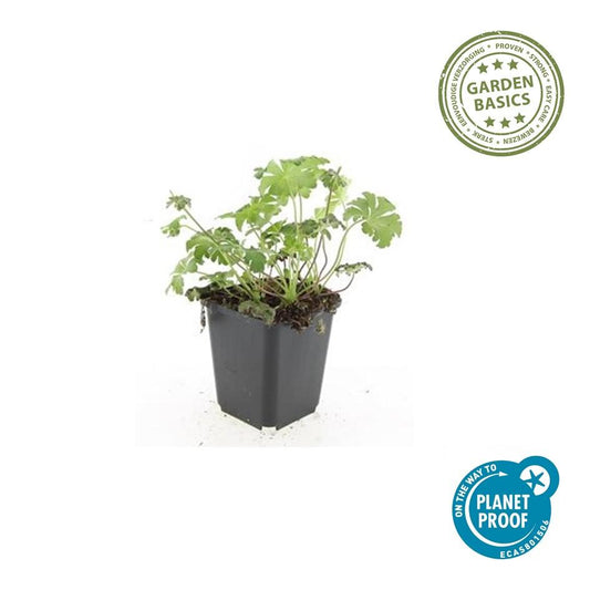 Storchschnabel Geranium cantabrigiense 'Cambridge' – ↕10-25cm – Ø9cm – 6 Pflanzen – Rosa Blüten – Niedrig wachsender Bodendecker – Pflegeleicht 