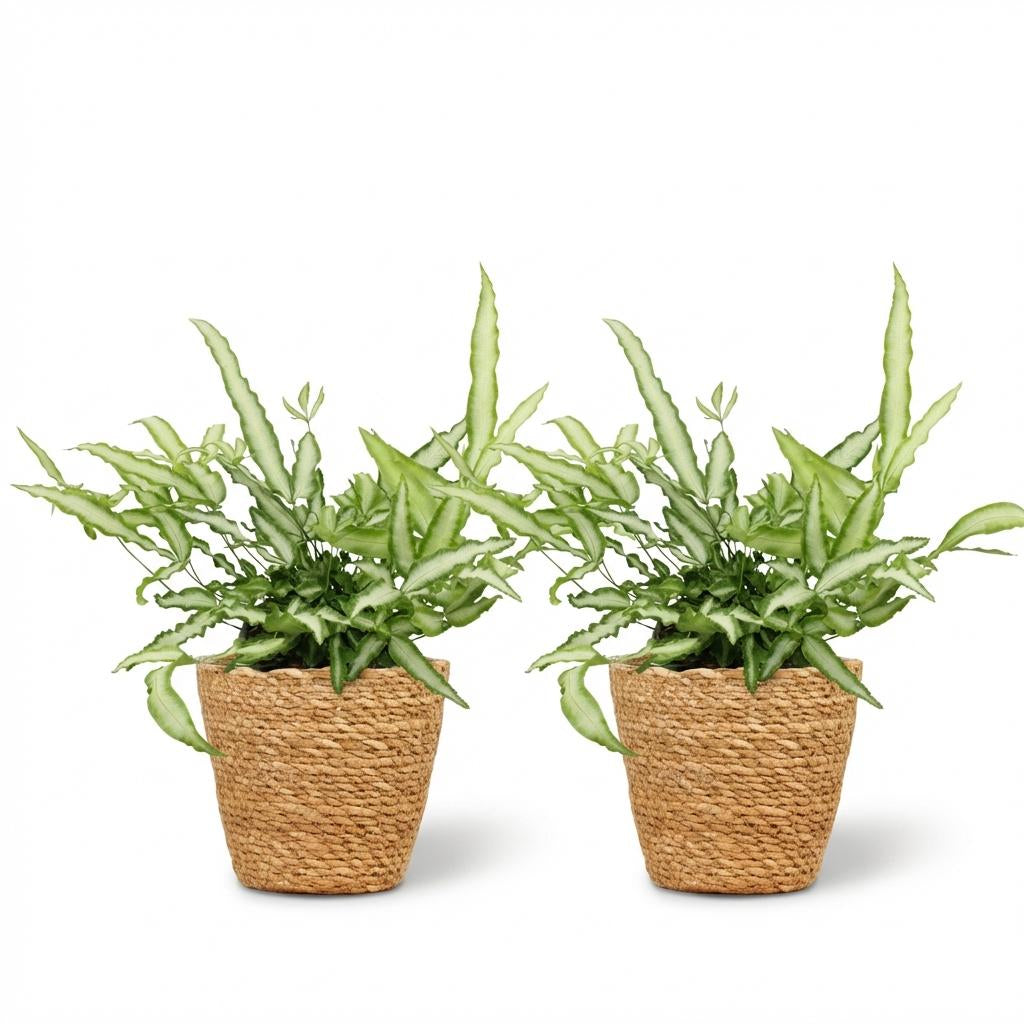 Green boutiQ - Zimmerpflanze - Pteris cretica Albolineata - Schwertfarn - Haustierfreundliche Pflanze - Grün - 2 Pflanzen - mit Korb - Topf 12cm - Höhe 20cm 