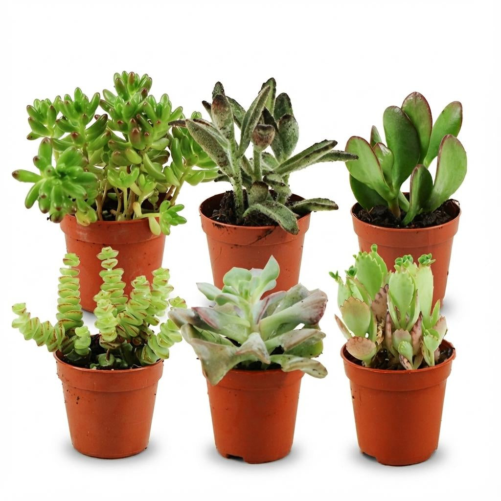 Mini Sukkulenten Mix – 6 Pflanzen – Ø5,5cm – Höhe 5–10cm – Pflegeleichte Zimmerpflanzen – Kleine Sukkulenten für Schalen Fensterbank & Wohnraum 