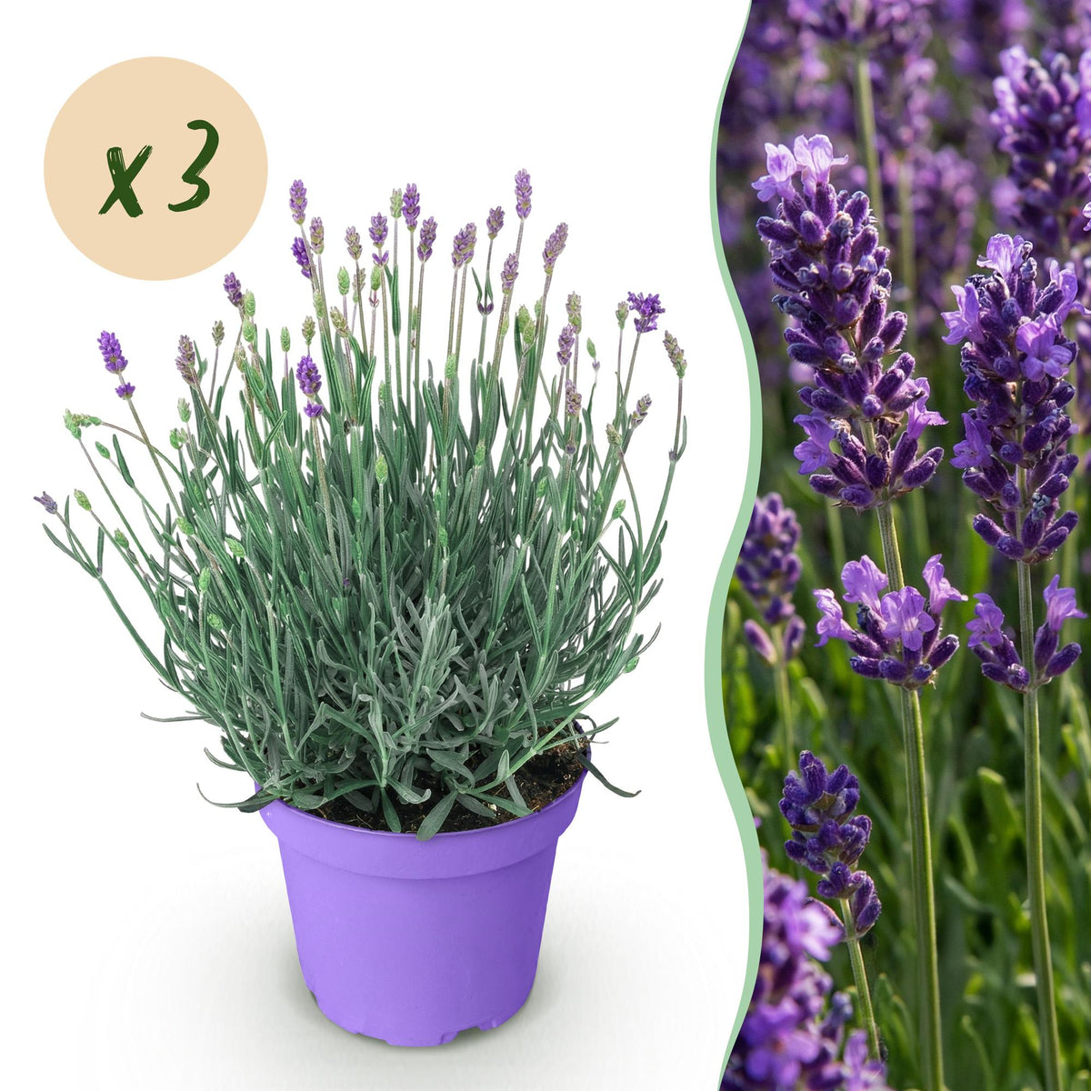 Green boutiQ - Gartenpflanze - Lavandula angustifolia Munstead - Lavendel - Winterhart - Lila - 3 Pflanzen - Topf 12cm - Höhe 15-25cm 