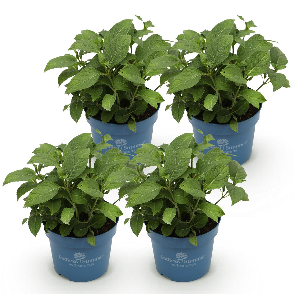 Green boutiQ - Gartenpflanze - Hydrangea Endless Summer The Original Blue - Hortensie - Frosthart - Blau - 4 Pflanzen - Topf 14cm - Höhe 20-25cm 