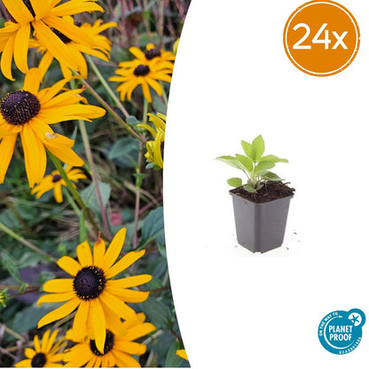 Rudbeckia fulgida 'Goldsturm' – 24 Pflanzen – ↕10-25 cm – Ø9 cm – Sonnenhut Staude – Winterhart & Pflegeleicht – Bienenfreundlich – Blühend von Juli bis Oktober 