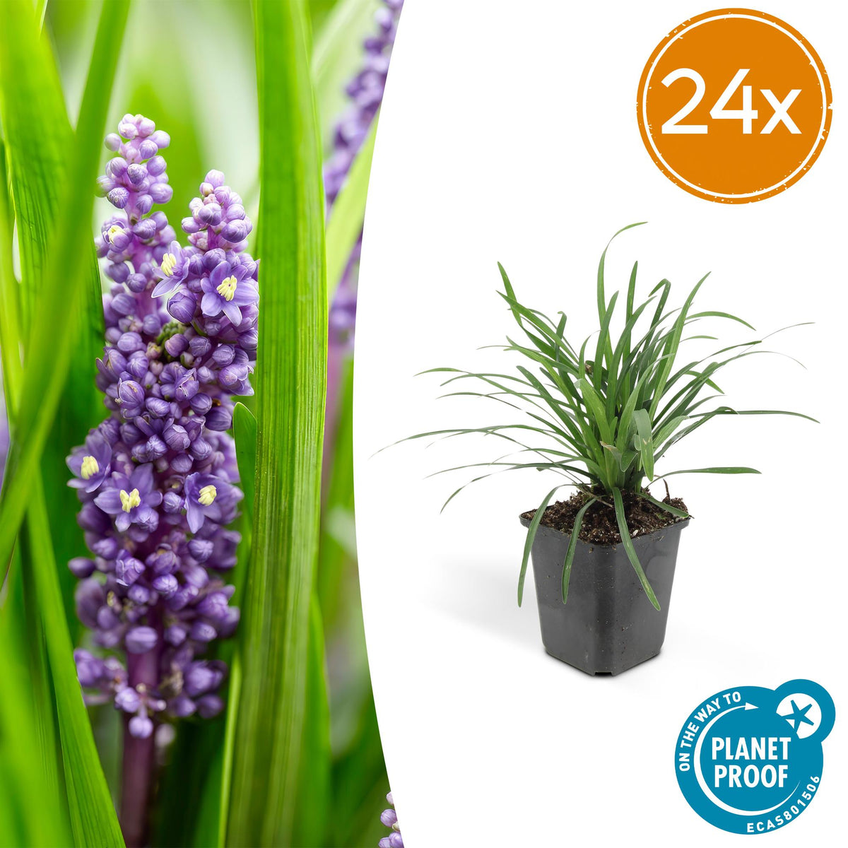 Liriope muscari 'Big Blue' – 24 Pflanzen – Immergrüner Bodendecker – 9cm – ↕10–25cm – Mit violetten Blütenrispen – Pflegeleicht & winterhart – Für Halbschatten & Beete 