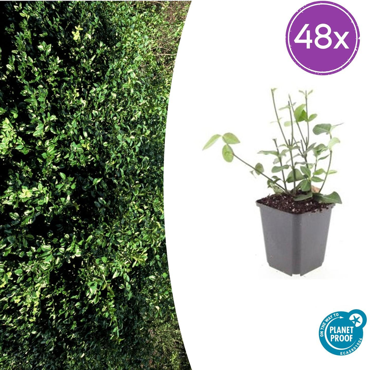 Euonymus fortunei 'Coloratus' – Immergrüner Bodendecker – 48 Pflanzen – Tiefgrünes Laub & Herbstfärbung – Ø9cm – ↕10–25cm – Winterhart & pflegeleicht 