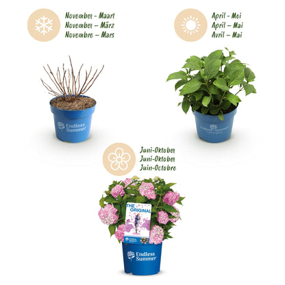 Green boutiQ - Gartenpflanze - Hydrangea Endles Summer The Original Pink - Hortensie - Winterhart - Rosa - 2 Pflanzen - Topf 14cm - Höhe 20-25cm 
