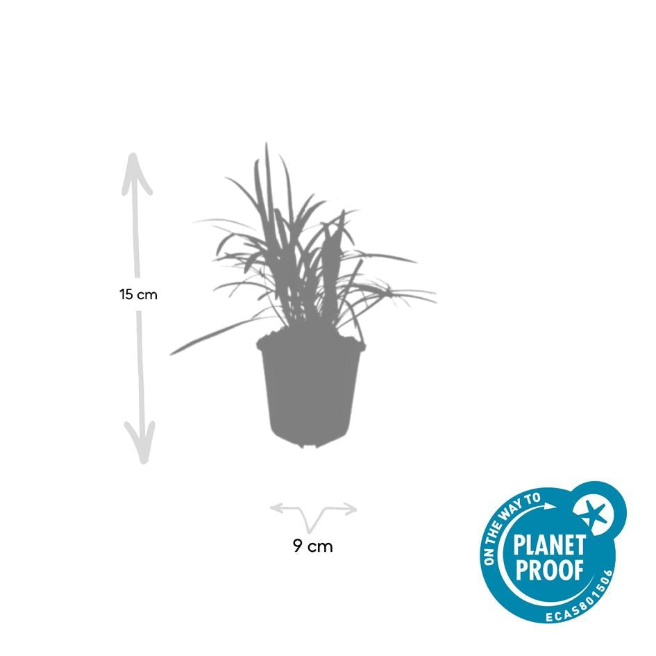 Glöckchentraube Liriope muscari 'Moneymaker' – ↕10-25cm – Ø9cm – 6 Pflanzen – Immergrün, Bodendecker, Violette Blüten, Pflegeleicht 
