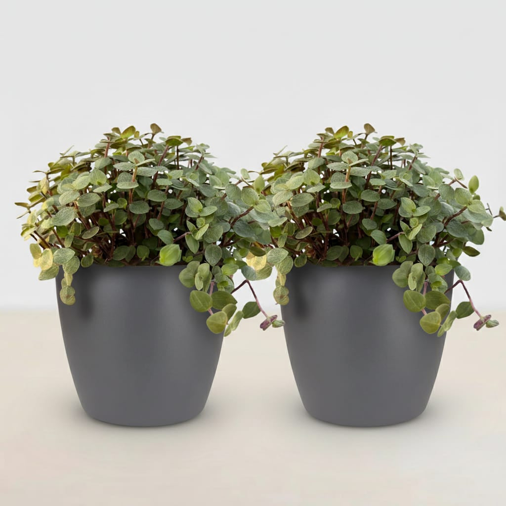 Green boutiQ - Zimmerpflanze - Calissia repens - Katzengras - Haustierfreundlich - Grün - 2 Pflanzen - mit Potter Grau - Topf 12cm - Höhe 17-20cm 