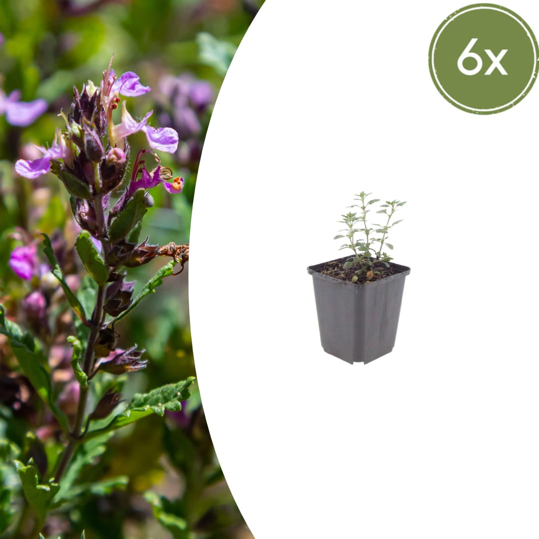 Teucrium lucidrys – 6 Pflanzen – Ø9cm – Höhe 10-25cm – Immergrüner Halbstrauch – Schnittverträglich – Für Hecke, Steingarten & moderne Gartenanlagen - Oasis of Life